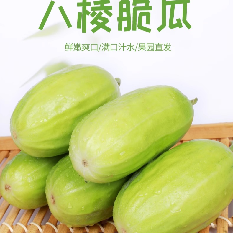 【直播间专享】正价果八棱菜瓜3斤（±1-2两）脆瓜黄瓜孕妇无糖 现摘现发新鲜