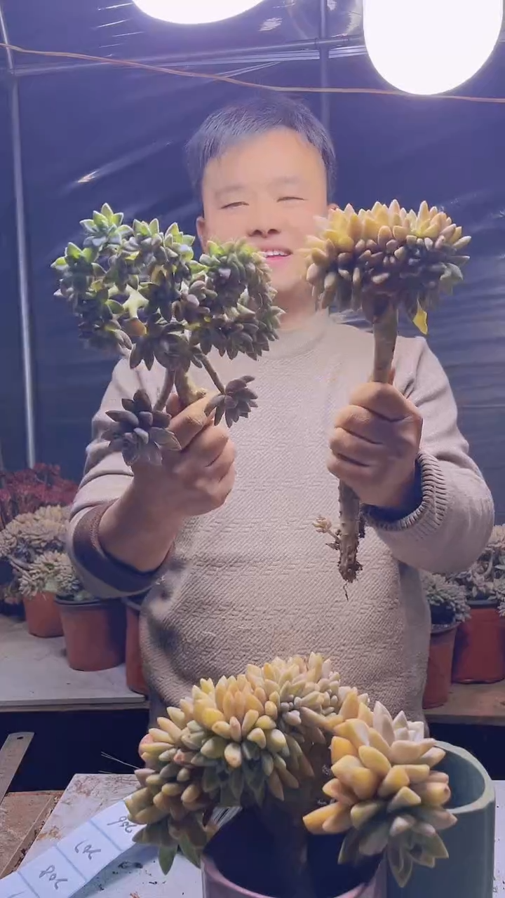 【闪购商品】缀化205