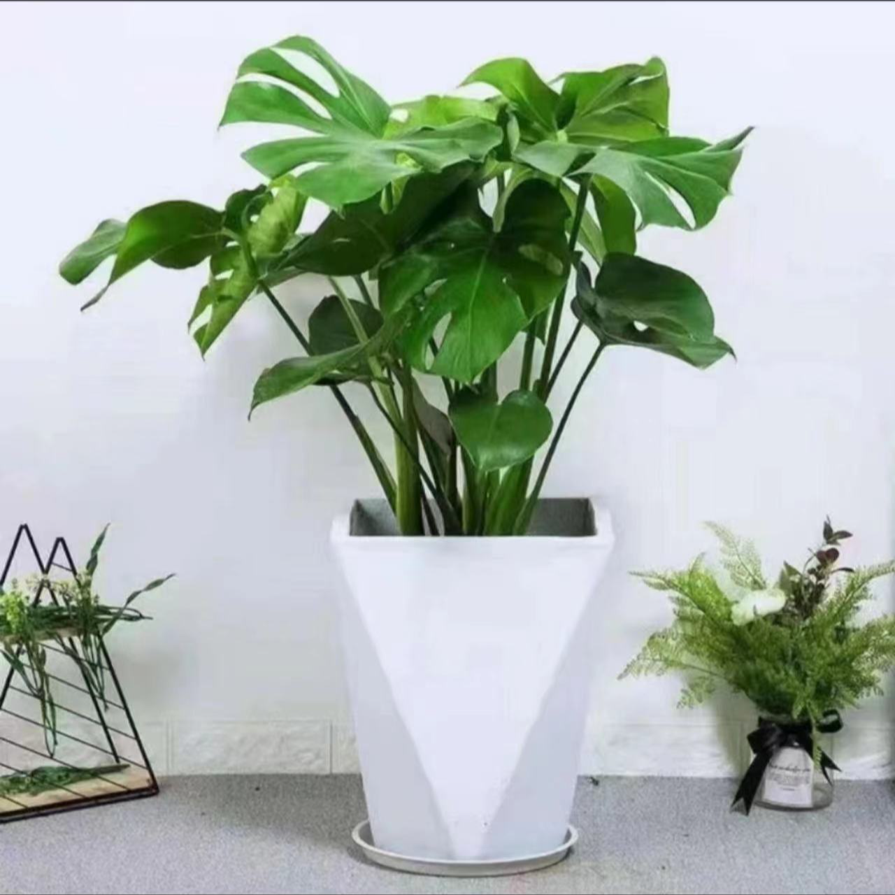 【60-70cm】老庄龟背竹绿植盆栽室内客厅阳台四季常青