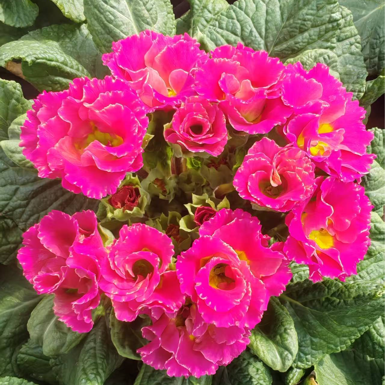 焦糖 缤纷大厂出品f1代种苗报春花盆栽耐寒年宵花卉好养活阳台