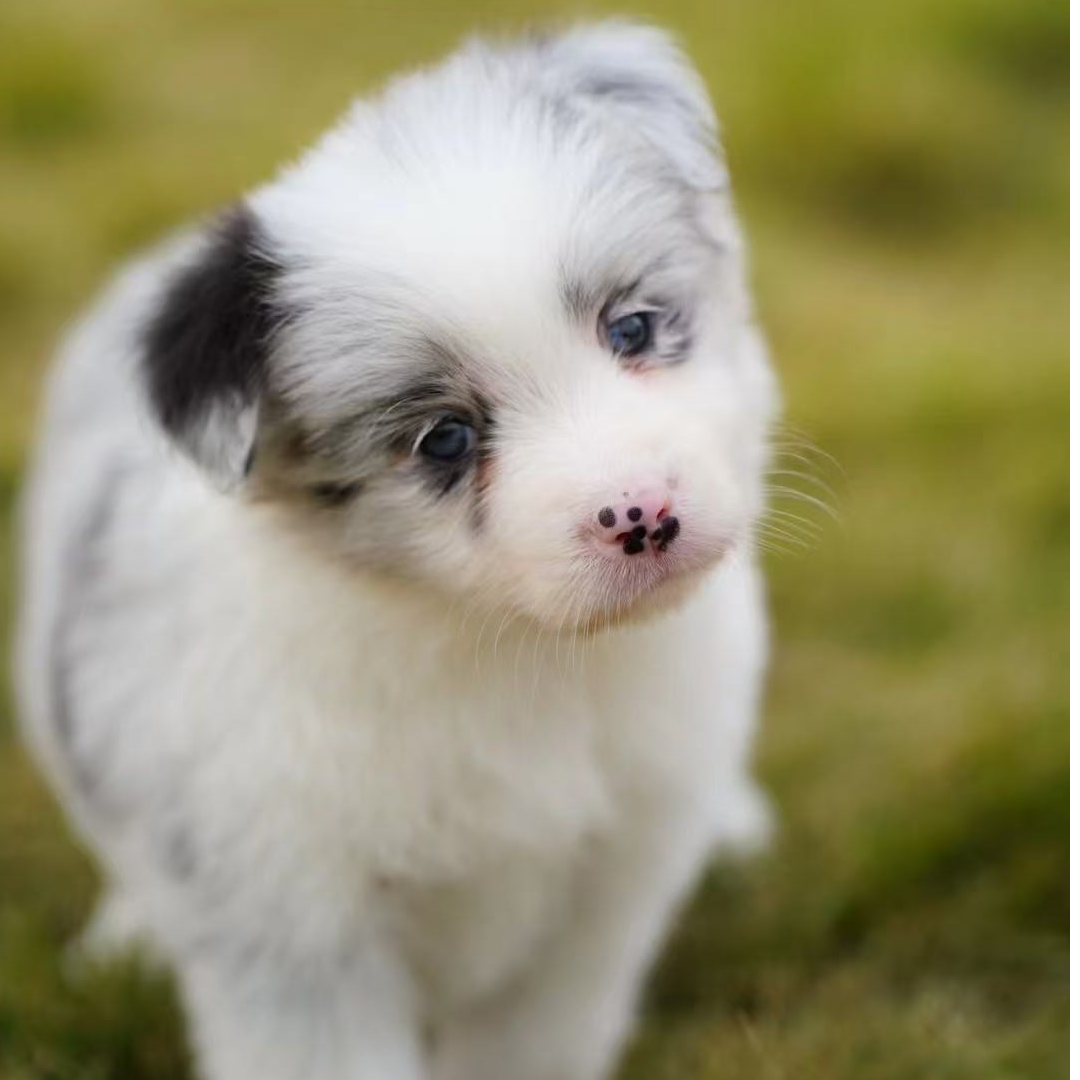 【半岛牧歌犬舍】赛级双血统边牧定金链接