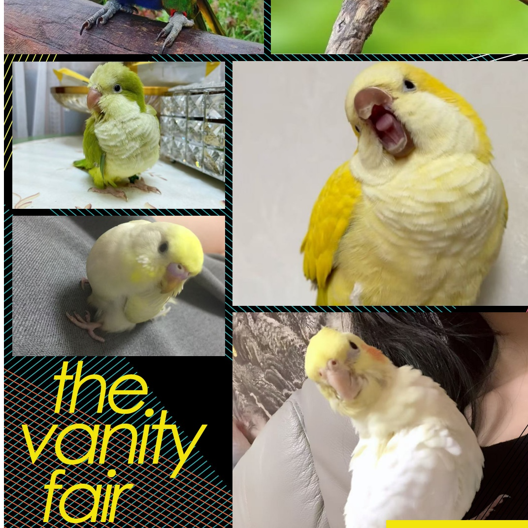 （鹦特儿）活体鹦鹉一物一拍直播间挑