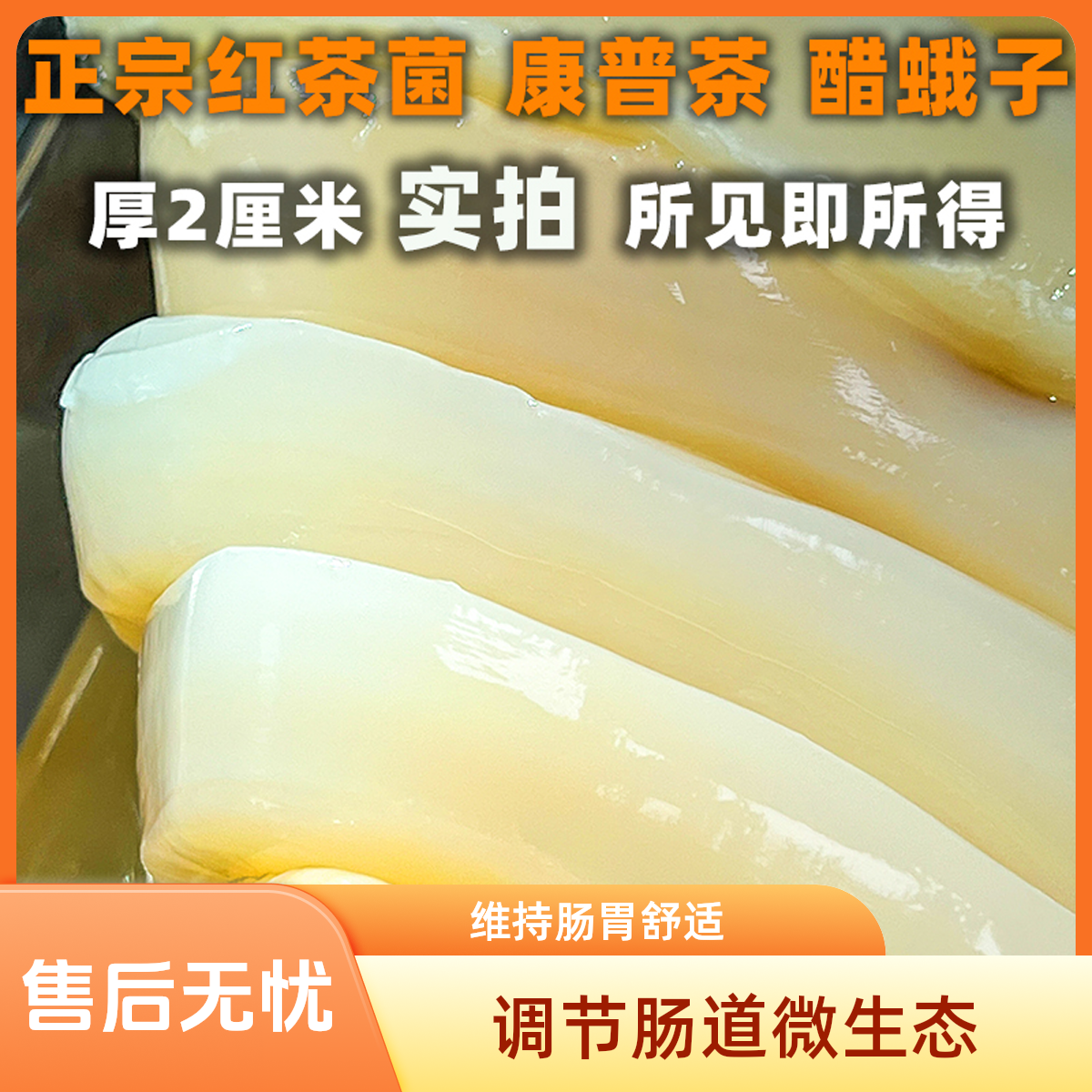 厚2厘米正宗传统红茶菌菌菇康普茶醋蛾子海宝菌胃宝菌肠胃舒适