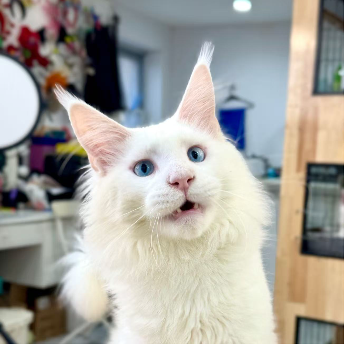 来了姊妹-纯白蓝眼缅因猫 弟弟 1087