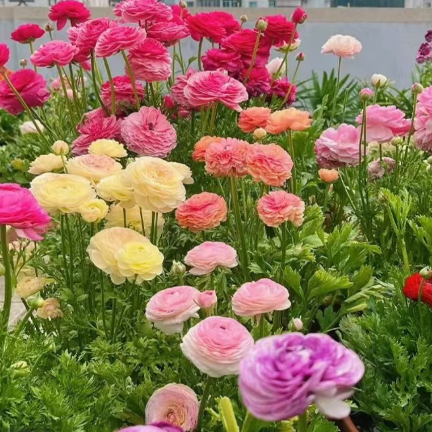 李氏【洋牡丹】芹叶牡丹重瓣花毛茛盆栽洋牡丹庭院阳台花卉