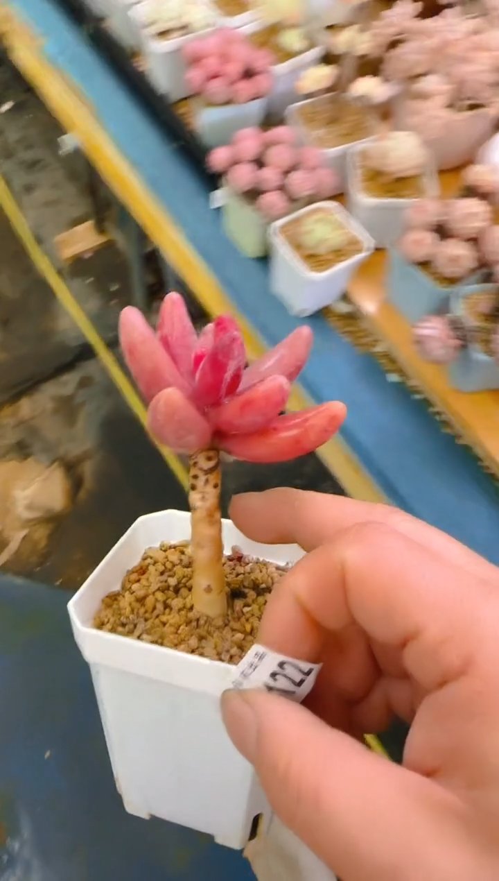 【闪购商品】春—122—仙农（红手指）