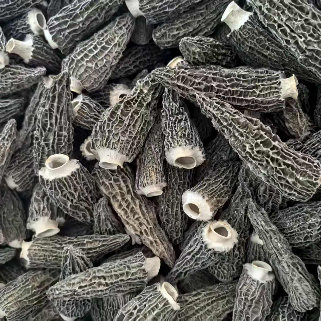 【全剪脚】头茬厚肉小个羊肚菌煲汤火锅食材