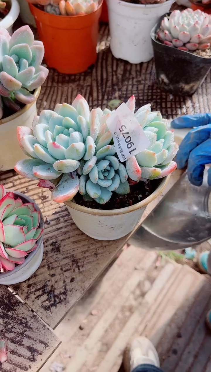 舒*跃跃精品多肉19075