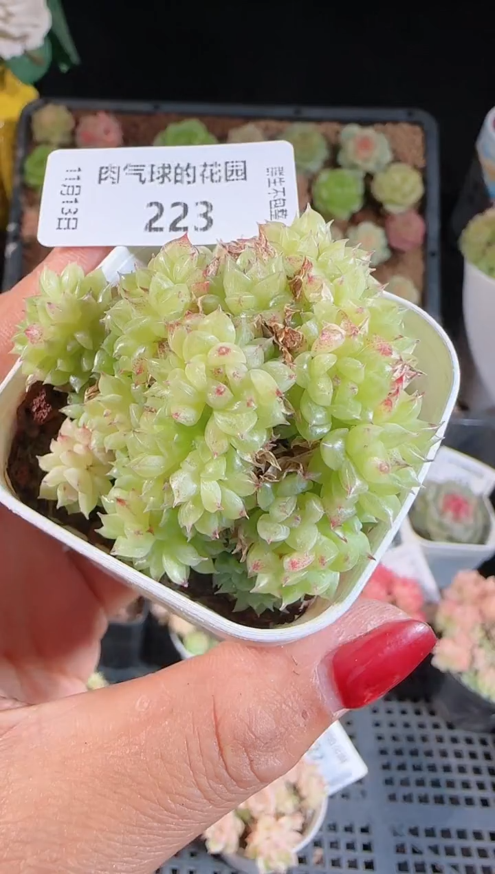 1113-223群生不包整