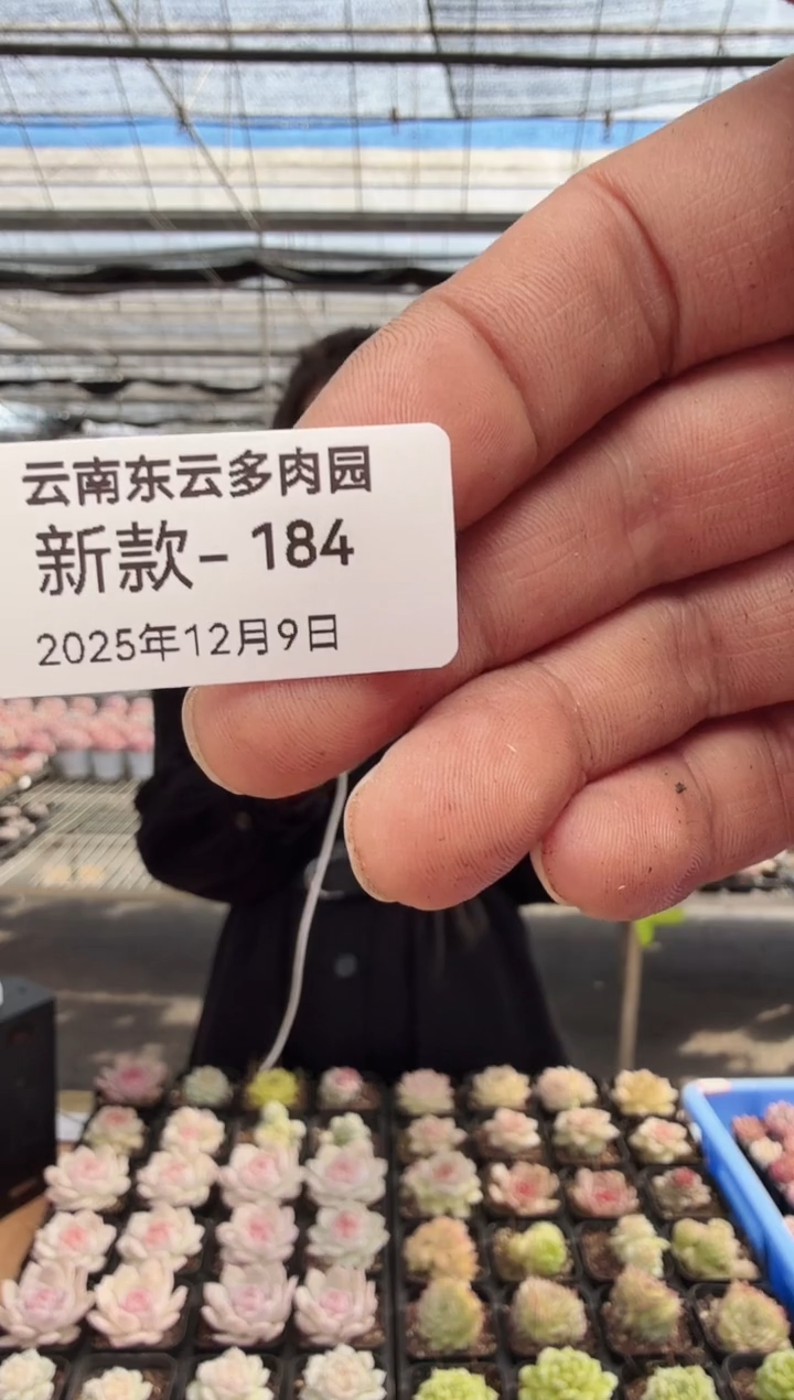 东云多肉园新款-184（关心盲盒）