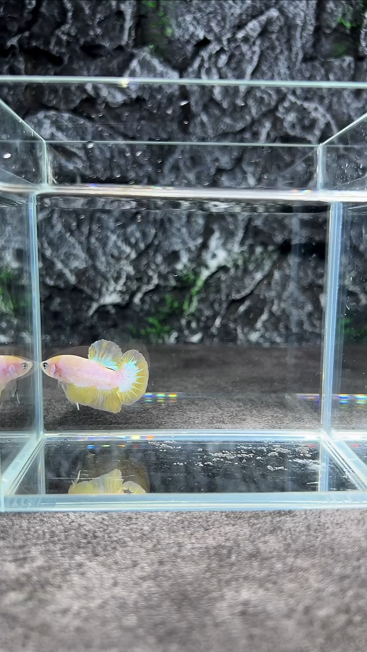 斗鱼竞拍链接A053