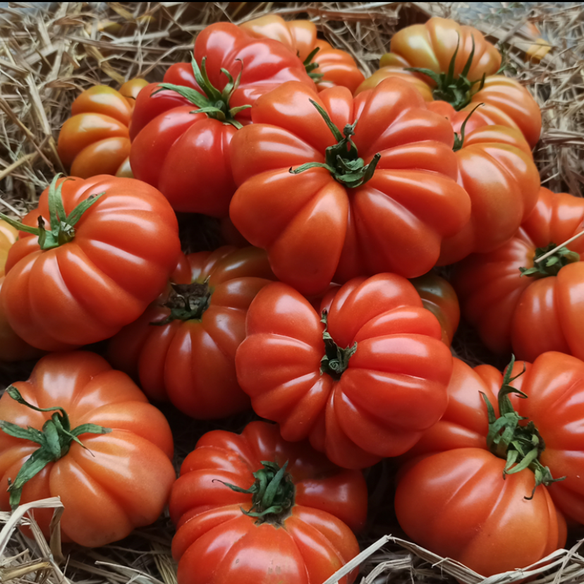 正宗潮汕马蹄番茄农家自种水果自然熟西红柿生吃新鲜孕妇水果包邮广东省