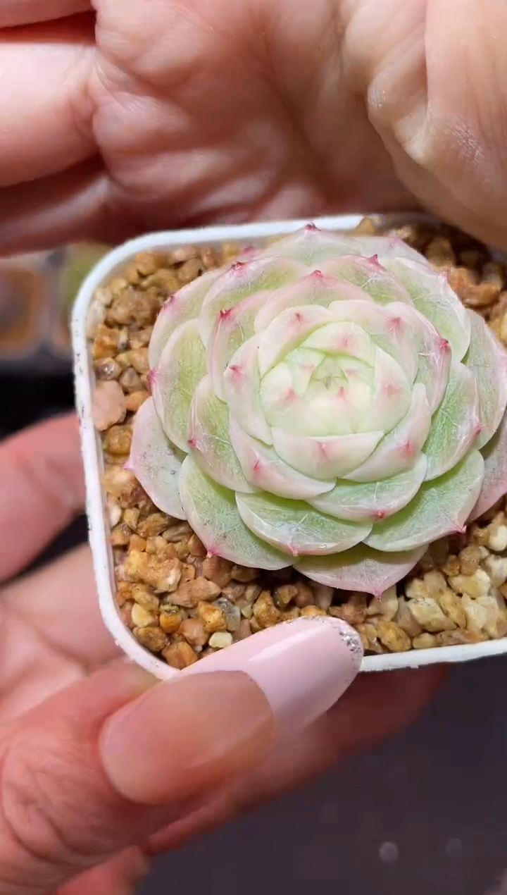 闪购694 神音多肉一颗  3.8-4厘米