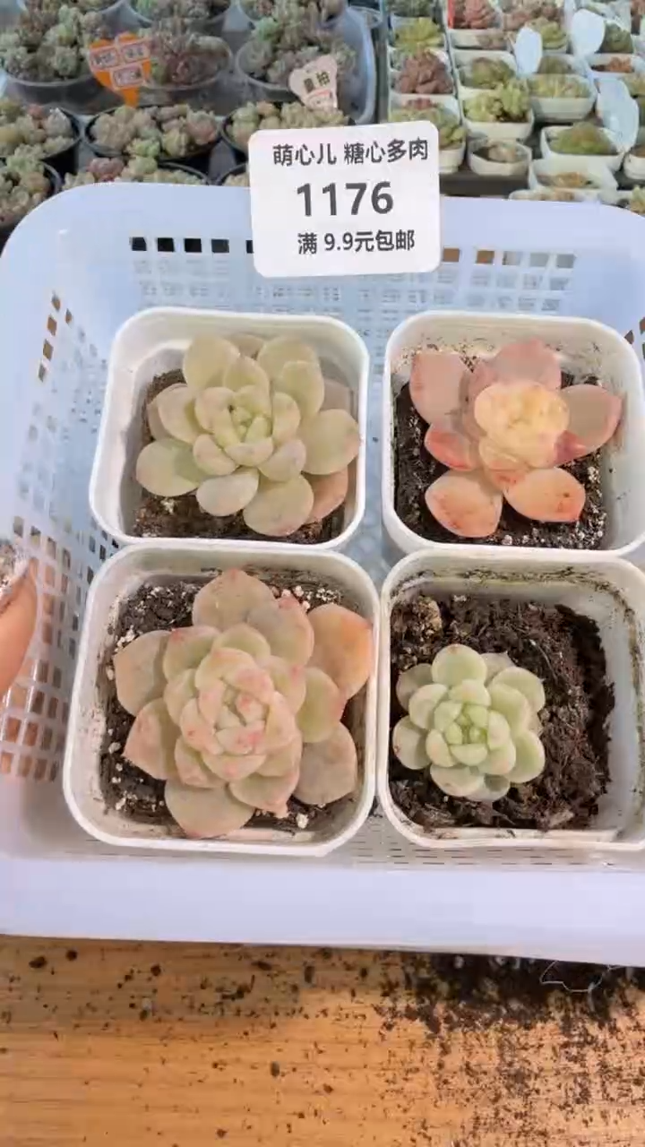 今禾+草莓布丁+T14+T10 五方组合量拍混发