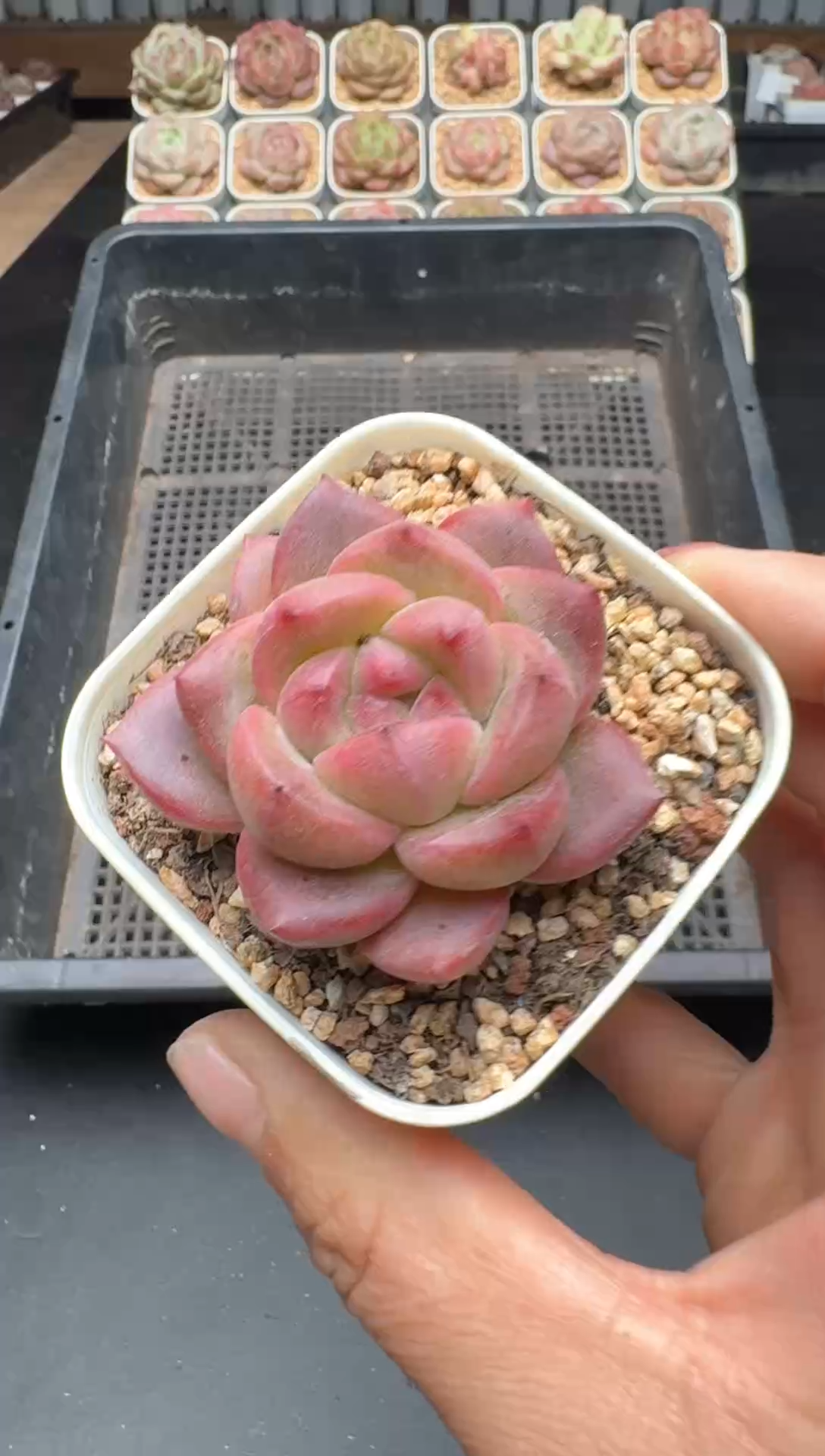 【闪购商品】525A号一物一拍多肉花卉植物拍3颗起发