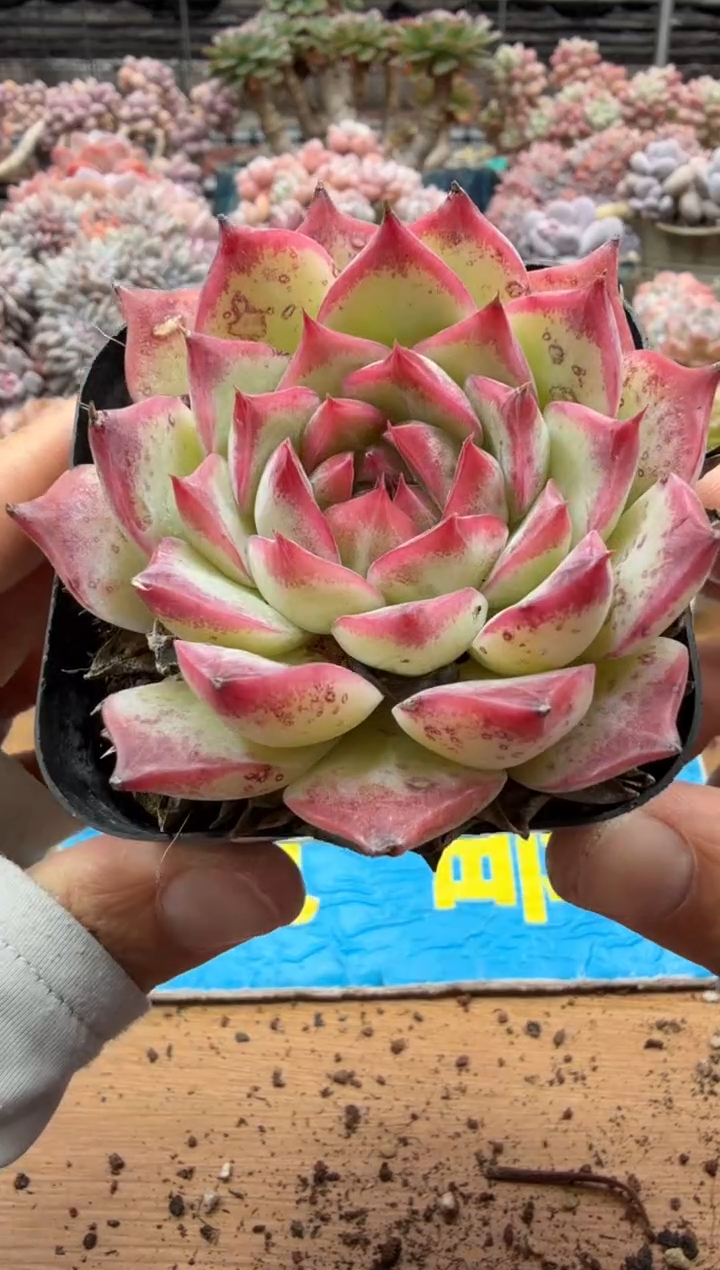 东云多肉园二店-714