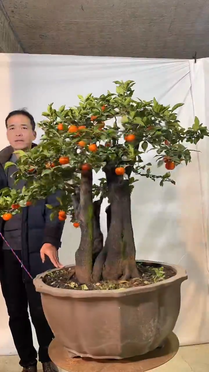 以实际为准金弹子 盆栽 盆景 一物一拍