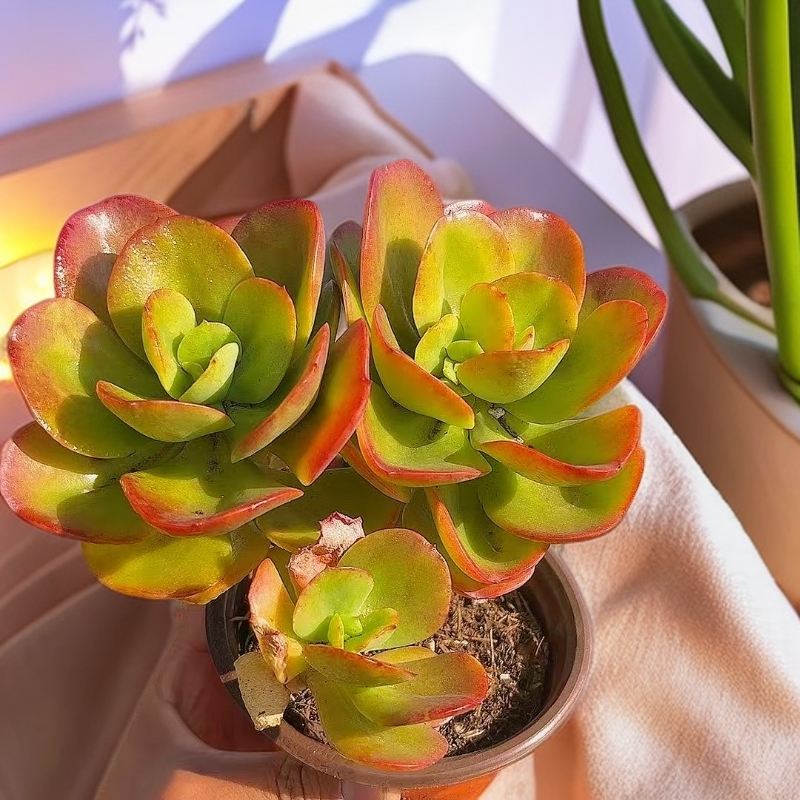 红梅 耐寒多肉（脱土发） 多肉【满15包邮】 以直播间为准  