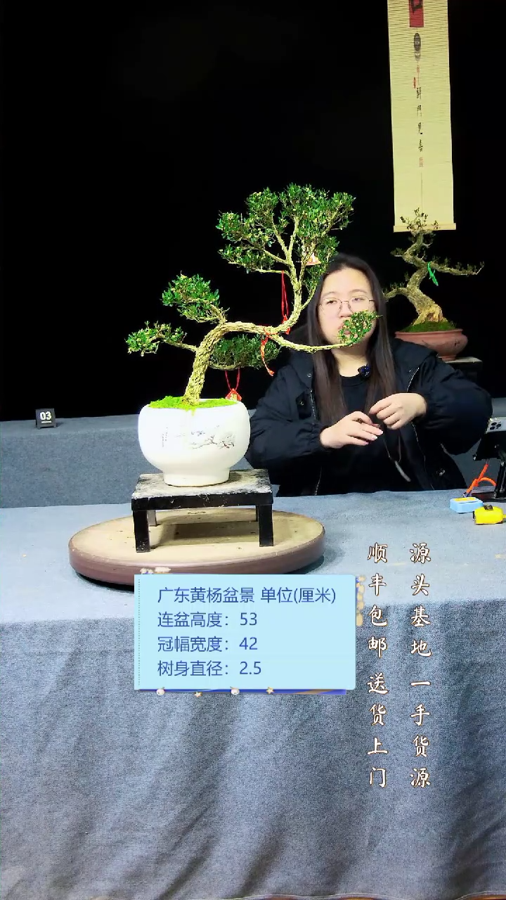 【闪购商品】黄杨盆景黄杨盆景
