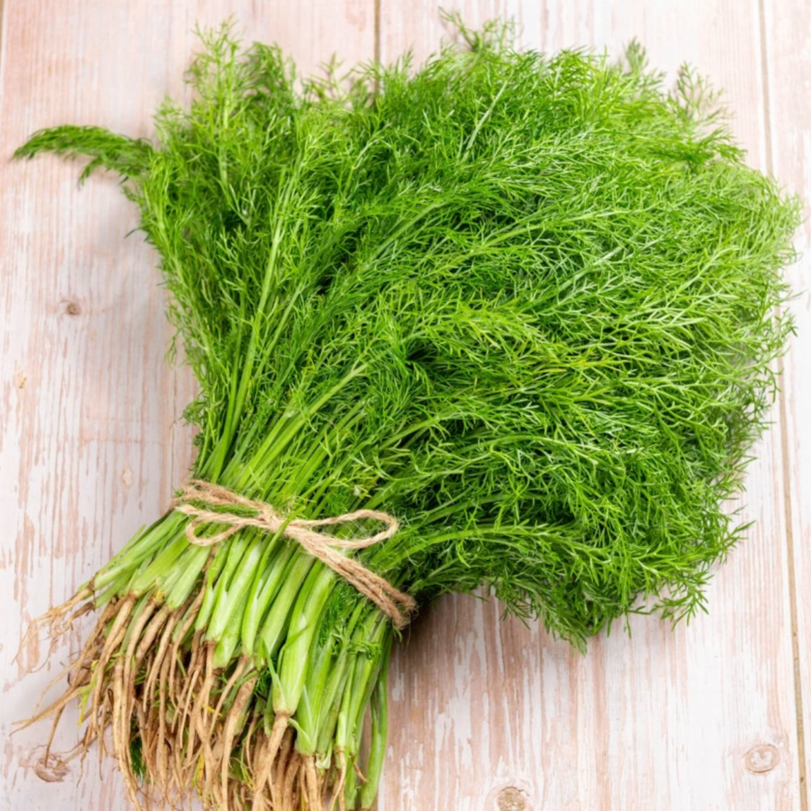 天津武清本地茴香顺丰包邮2斤装3斤装