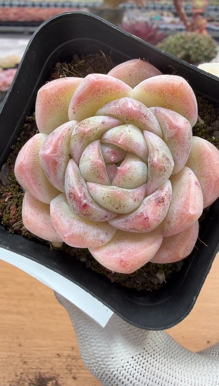 东云多肉园二店-107