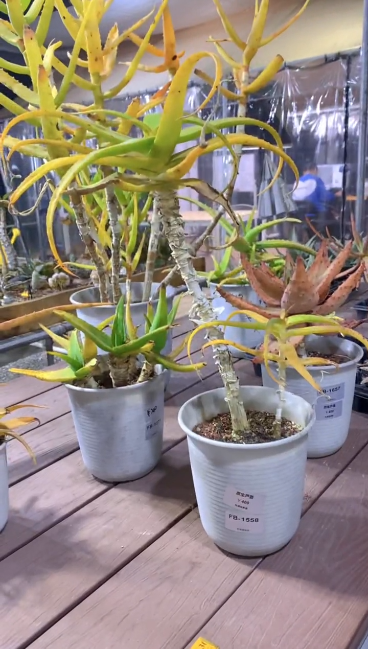 【闪购商品】原生芦荟脱土FB-1558