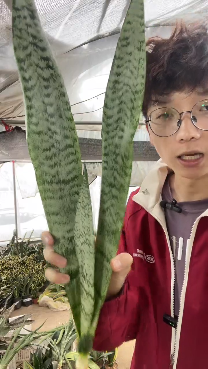 银麦裸根3棵12.8