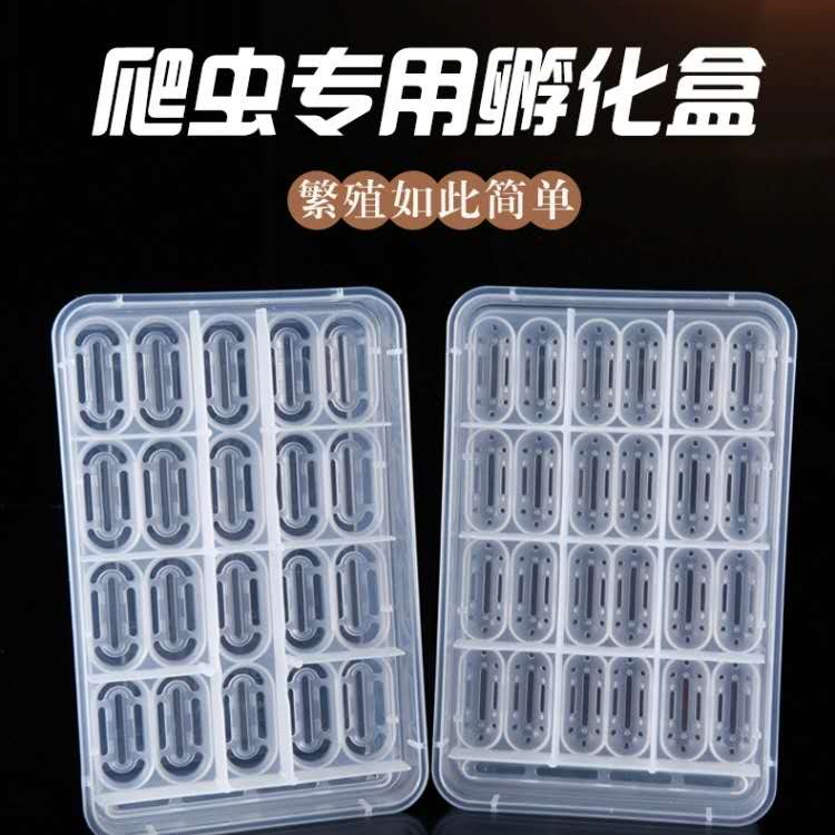 睫角豹纹肥尾守宫爬宠繁殖孵化盒鬃狮蜥专用孵化盒子