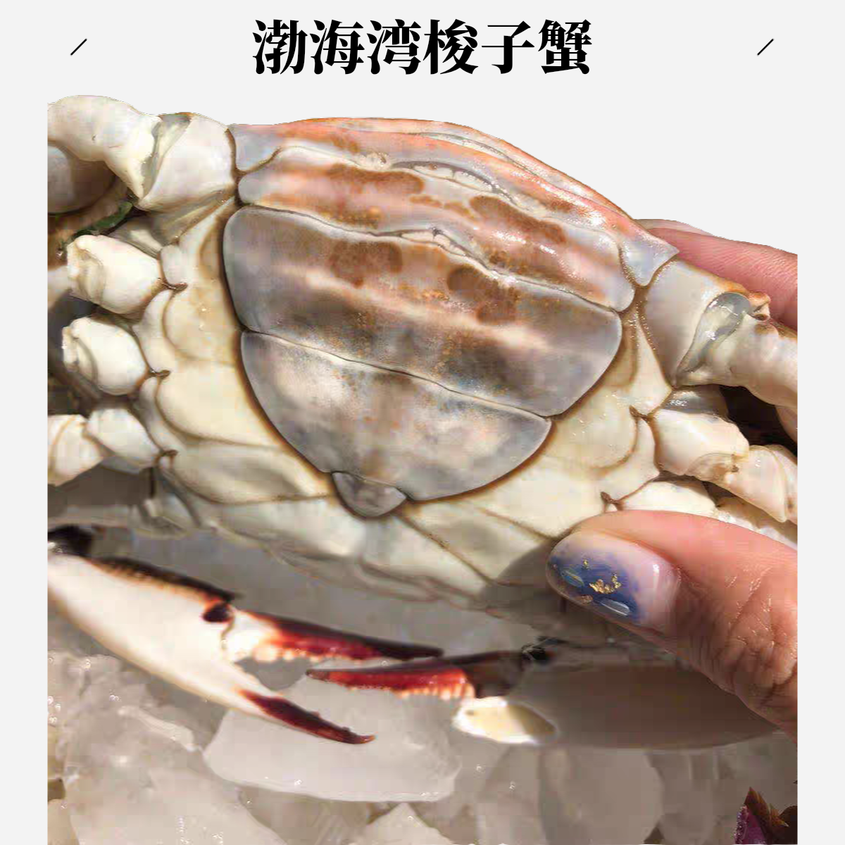【保鲜不保活】渤海湾肥母梭子蟹2-5斤 4-6两/只 5-20只/份 （肉肥无黄 介意慎拍）
