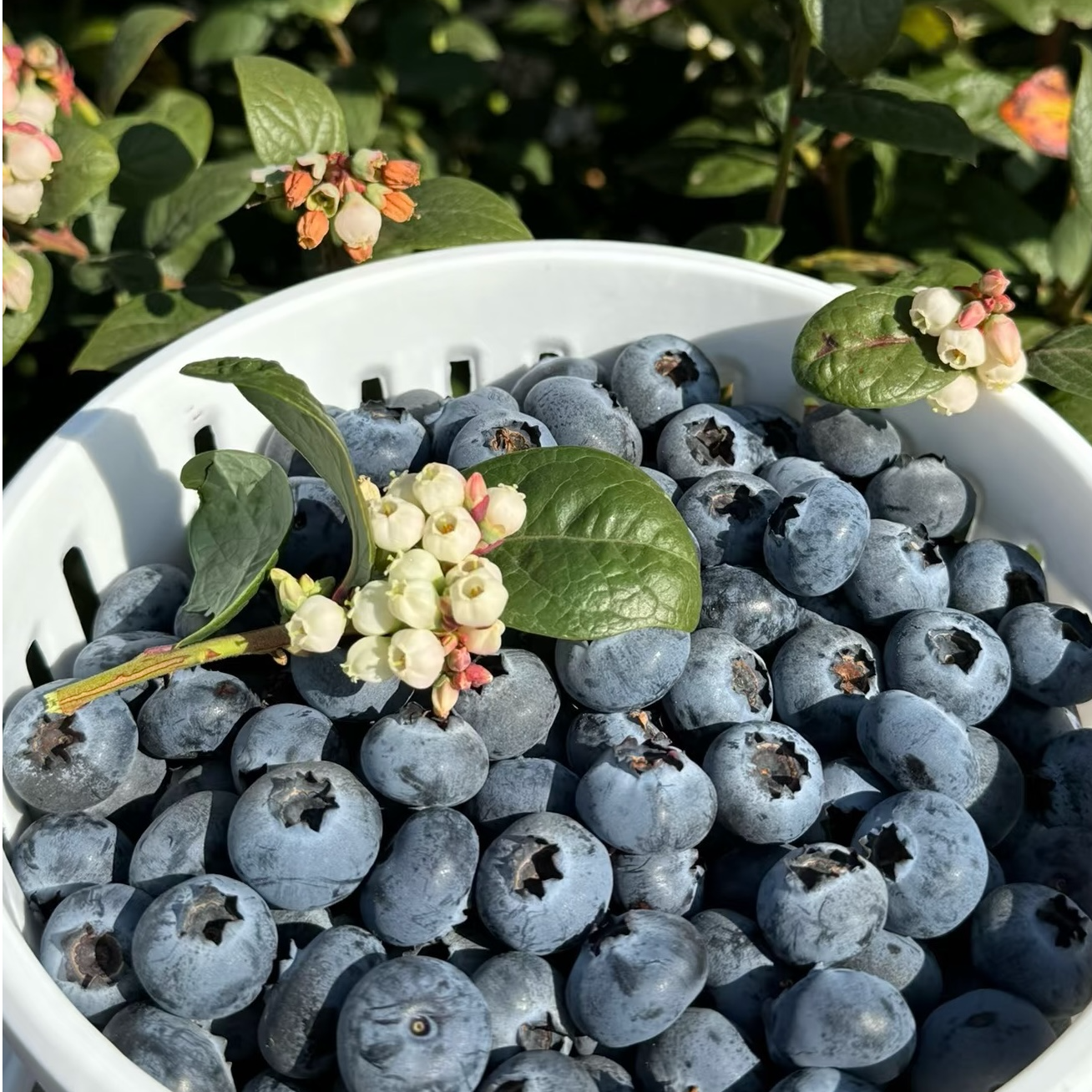 【云南高山露天蓝莓】当季时令水果现摘酸甜多汁蓝莓孕妇宝宝辅食