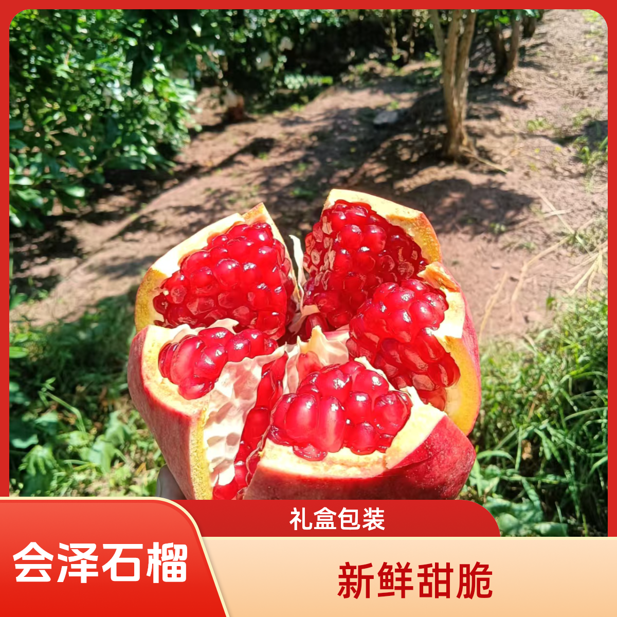 会泽盐水软籽石榴新鲜当季水果饱满多汁鲜甜爆汁
