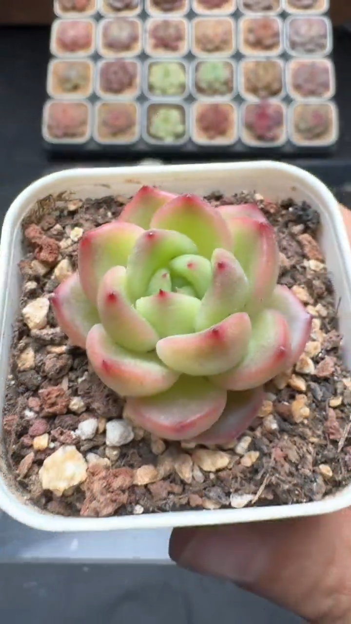 【闪购商品】247号珍妮多肉一物一拍3单包邮