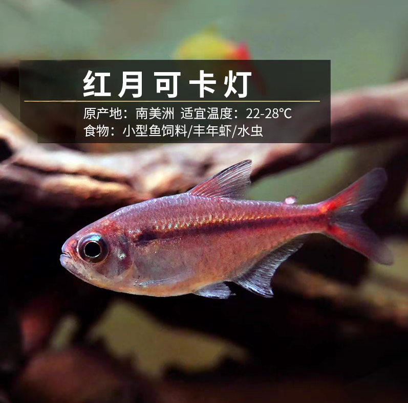 红月可卡灯 小型热带观赏鱼 