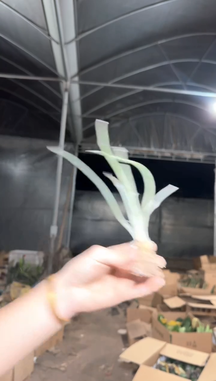 【实生根】  美杜莎