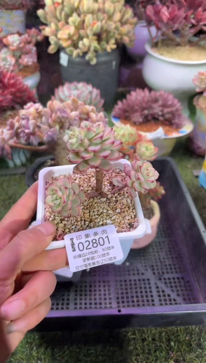 【闪购商品】02801