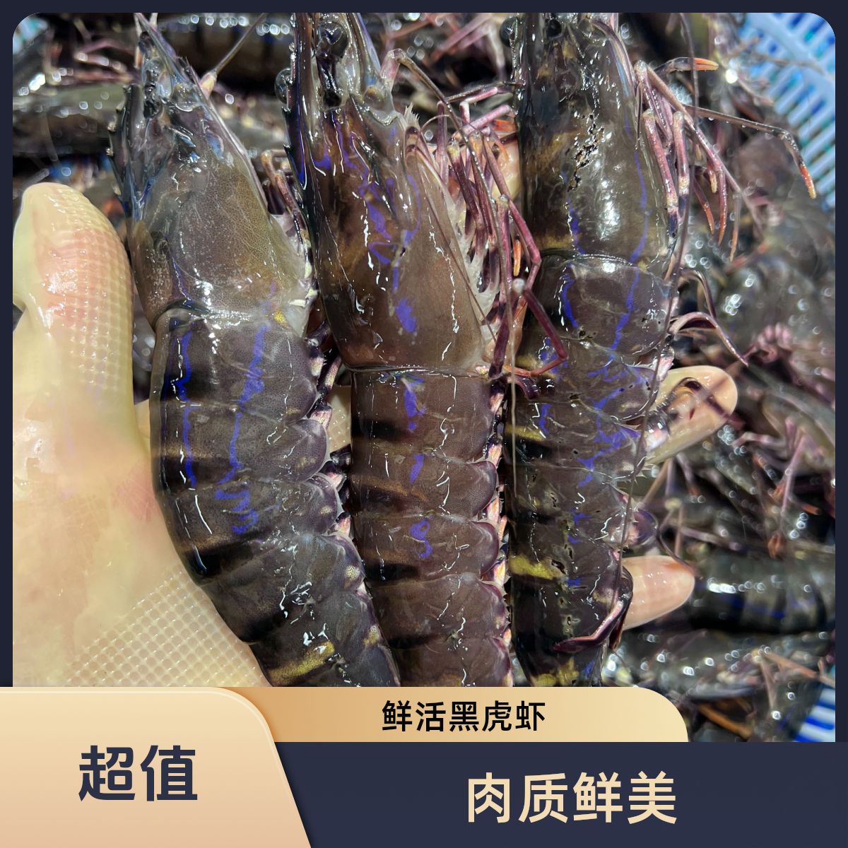 鲜活黑虎大虾 特大号9-13头/斤保鲜 不包活 顺丰快递