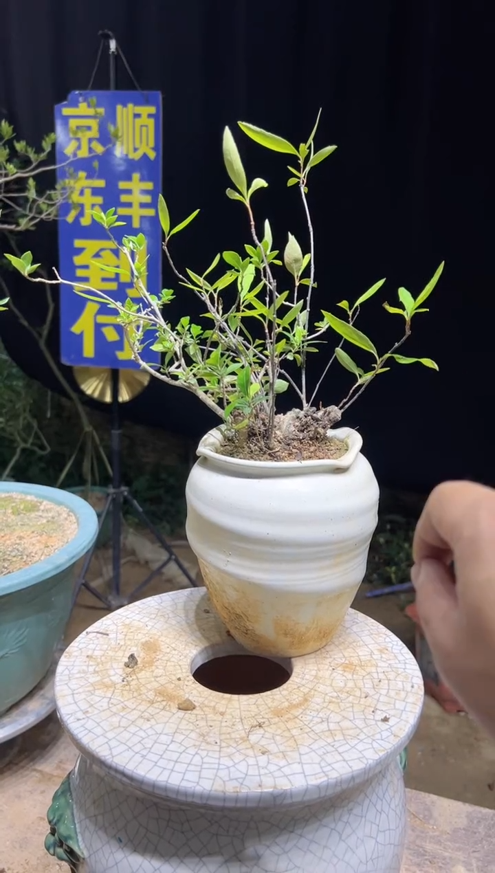 当前无花栽培后可以开花用****3海岛春花