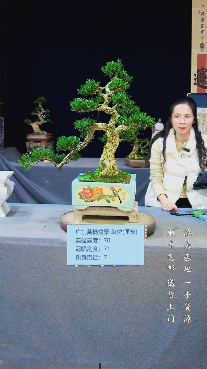 【闪购商品】黄杨盆景黄杨盆景