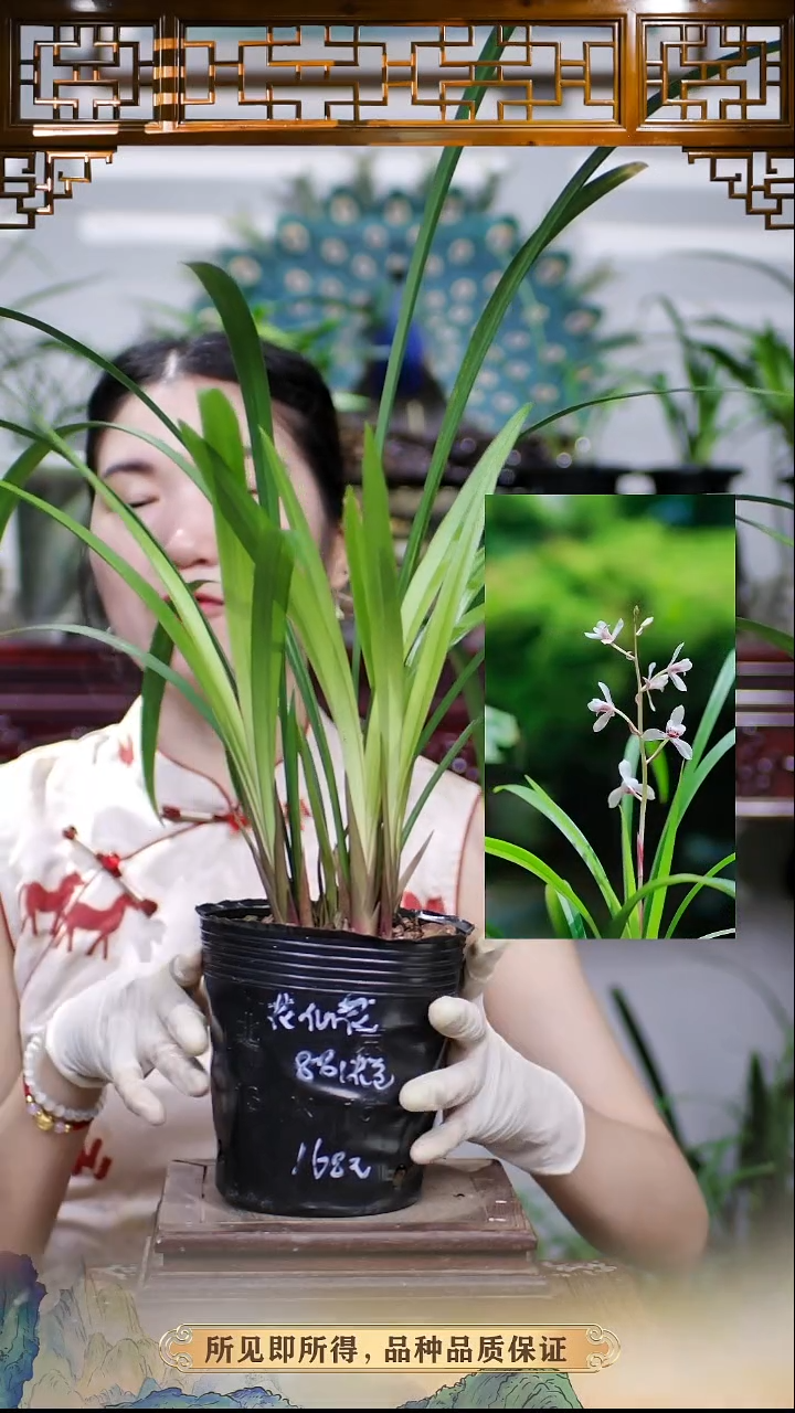 兰花建兰花仙子带花苞原盆