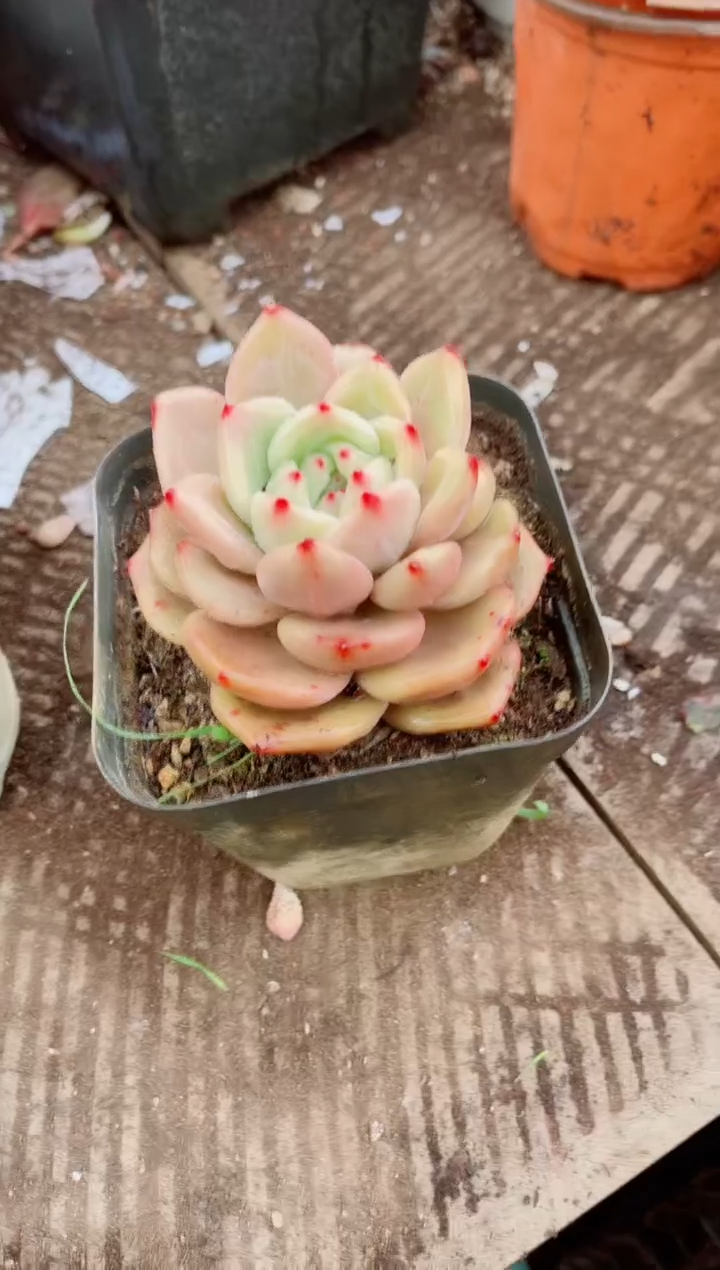 喜**华跃跃精品多肉11022