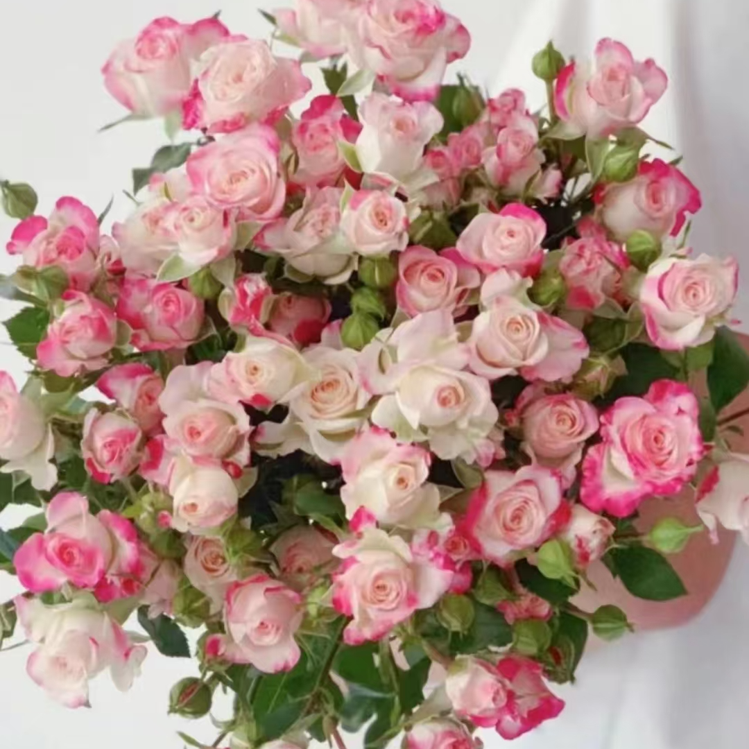 折射泡泡玫瑰20枝云南昆明基地鲜花鲜花直发玫瑰玫瑰花多头