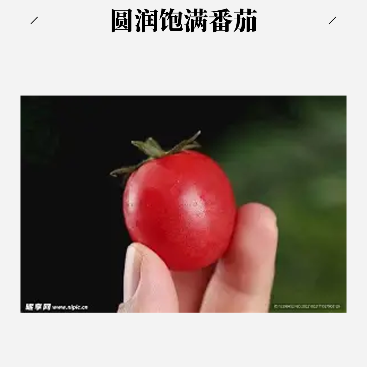 海南千禧礼盒装净重1.8斤新鲜采摘千禧圣女果海南省