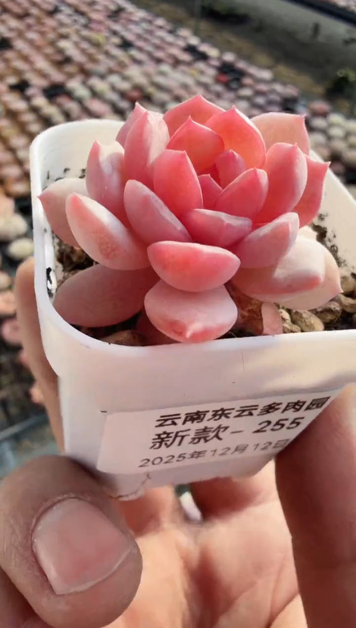 东云多肉园新款-255