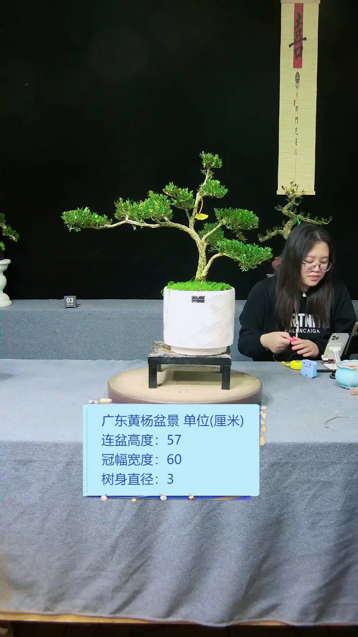 【闪购商品】黄杨盆景黄杨盆景