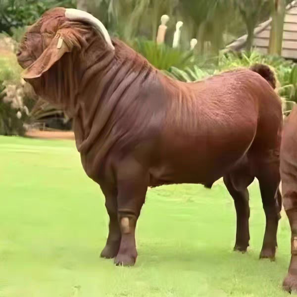  (亚洲黄金羊天然养殖)黄金羊70斤左右到家就可以繁殖配种