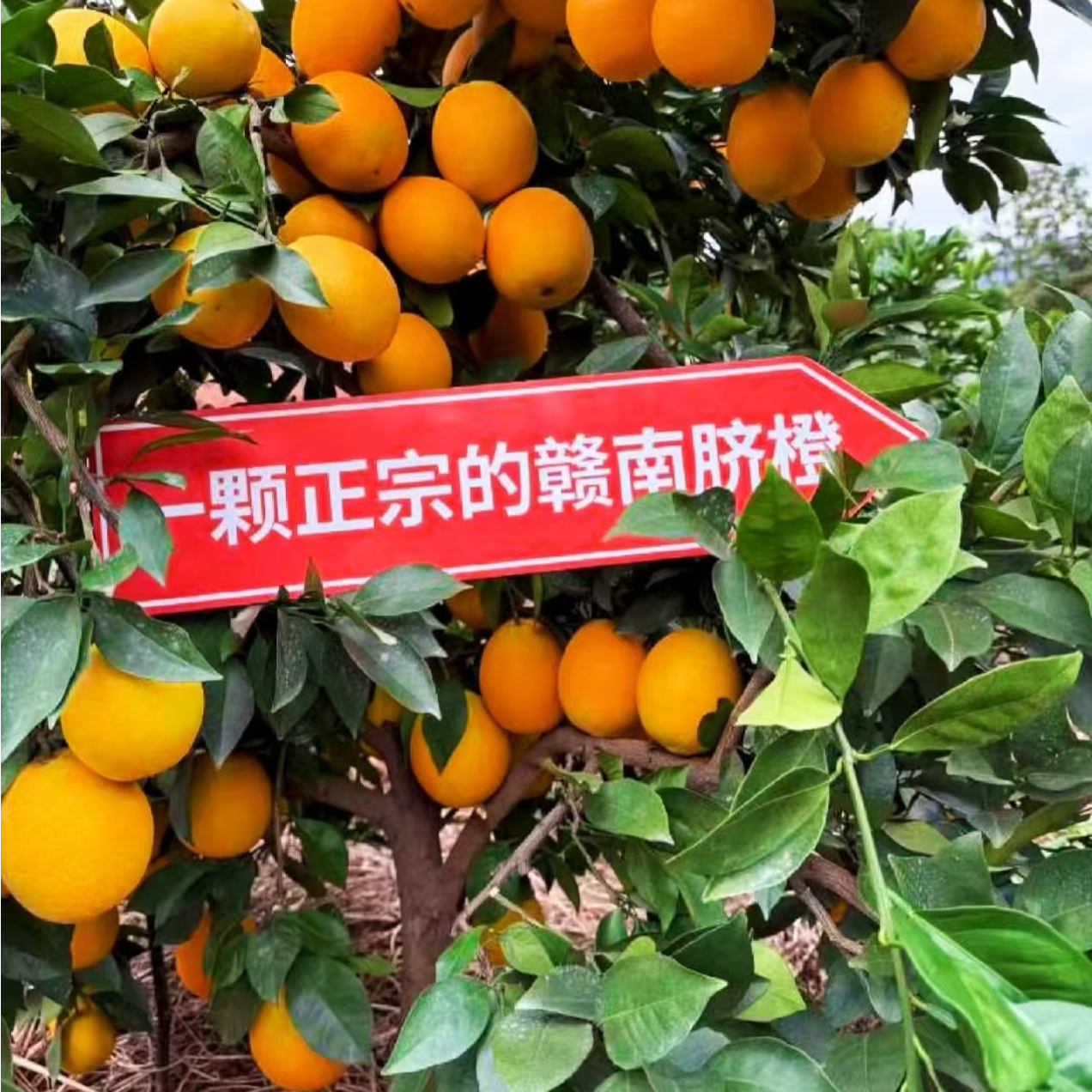 一颗正宗赣南脐橙/8斤江西省