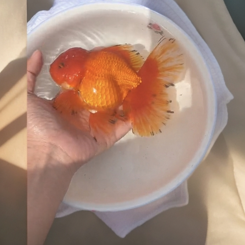 盲盒送练手苗珍珠/百褶/兰寿活动1到1.5厘米（运费包装费链接）