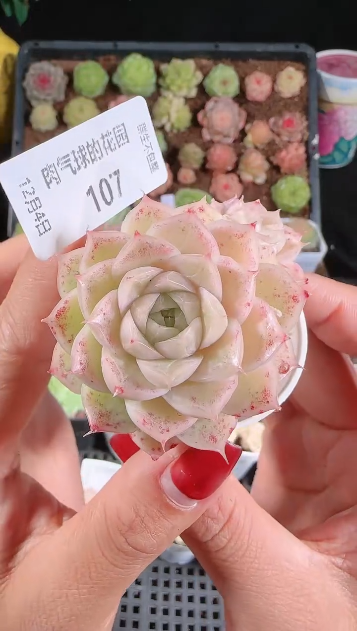 1204-107多肉群生不包整