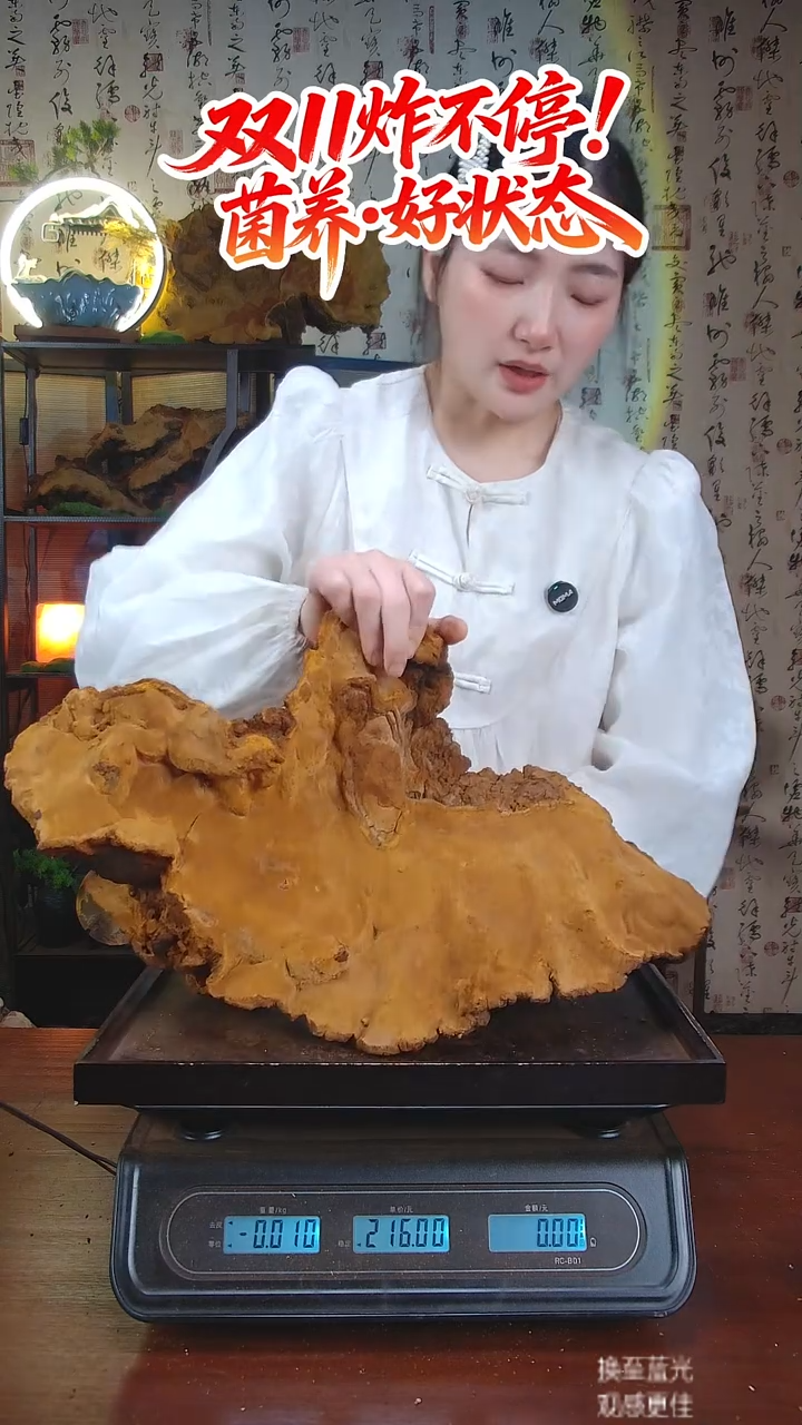 松针层孔菌中国大陆【藏区 野生】红缘树舌（4.15斤）50-60年份