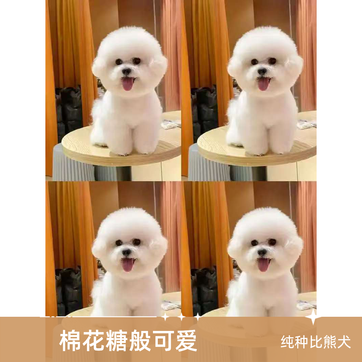 小可家的比熊狗狗里链接